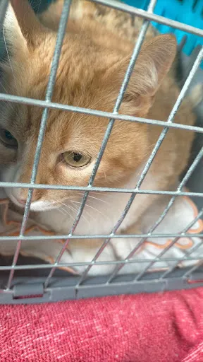 The Charm of Beauty ( Nane & Eli