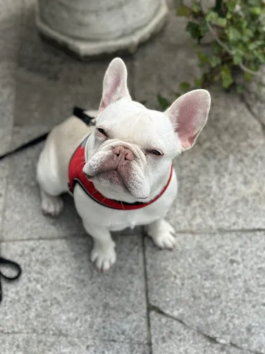 Tiki Salon Coafura Canina